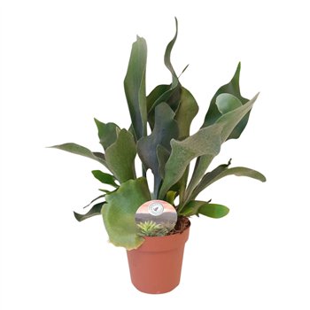 Platycerium bifurcatum bifurcatum1 pp 40cm 12cm Q4024