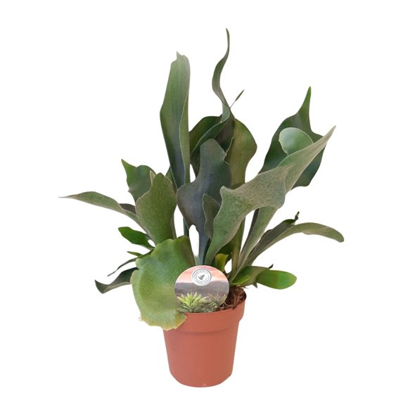 Platycerium bifurcatum bifurcatum1 pp 40cm 12cm Q4024