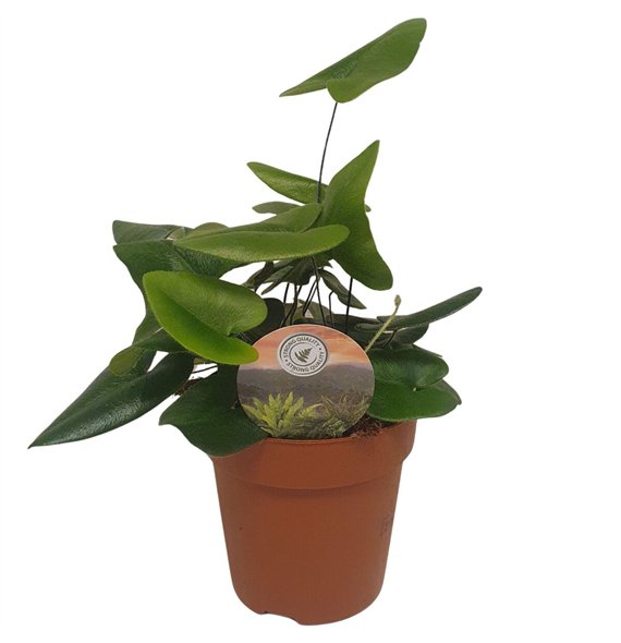 Hemionitis arifolia arifolia10 cm diameter 25cm 12cm Q4025