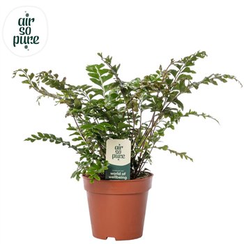 Didymochlaena truncatula - Air So Pure 35cm 12cm Q4029
