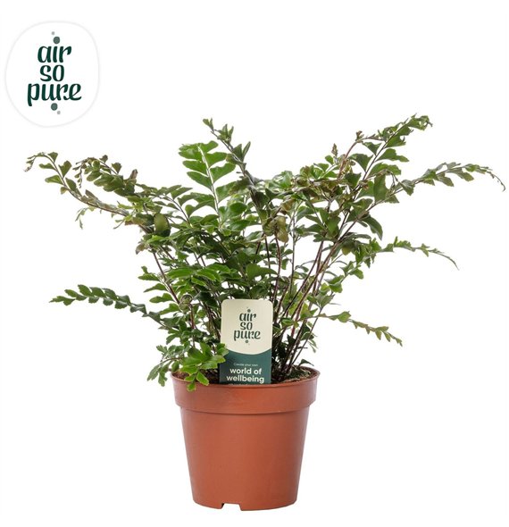 Didymochlaena truncatula - Air So Pure 35cm 12cm Q4029