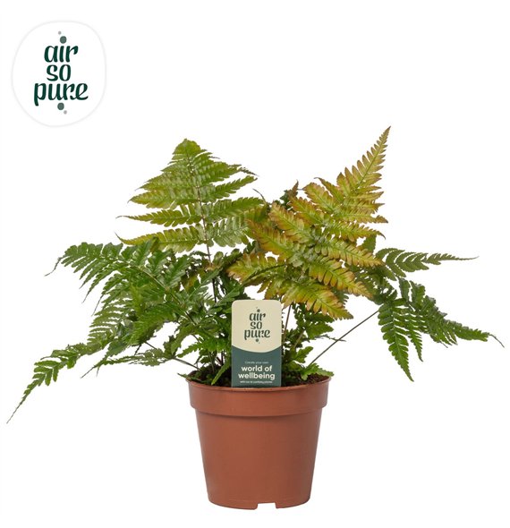 Dryopteris erythrosora - Air So Pure 35cm 12cm Q4031