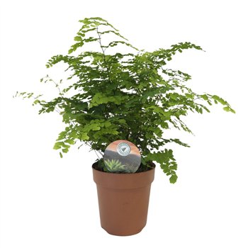 Adiantum fritz luthi Fritz Luthi35 cm diameter 35cm 12cm Q4033
