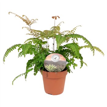 Adiantum scutum roseum roseum15 cm diameter 35cm 12cm Q4034