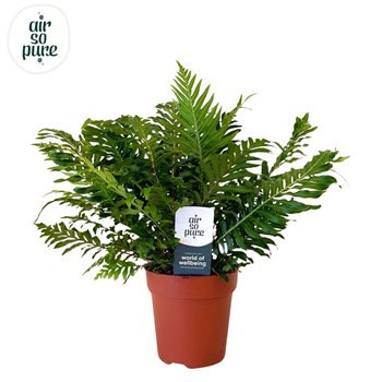 Blechnum silver lady - Air So Pure 35cm 12cm Q4035