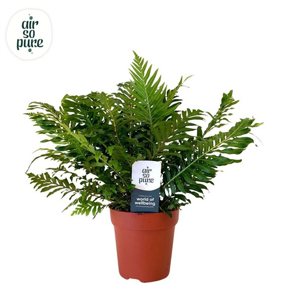 Blechnum silver lady - Air So Pure 35cm 12cm Q4035