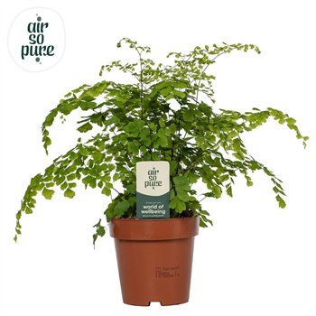 Adiantum fragrans Fragrans - Air So Pure30 cm diameter 35cm 12cm Q4036