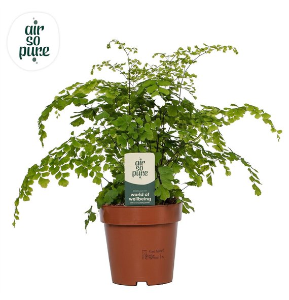 Adiantum fragrans Fragrans - Air So Pure30 cm diameter 35cm 12cm Q4036