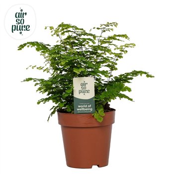 Adiantum fritz luthi Fritz Luthi - Air So Pure20 cm diameter 35cm 12cm Q4037