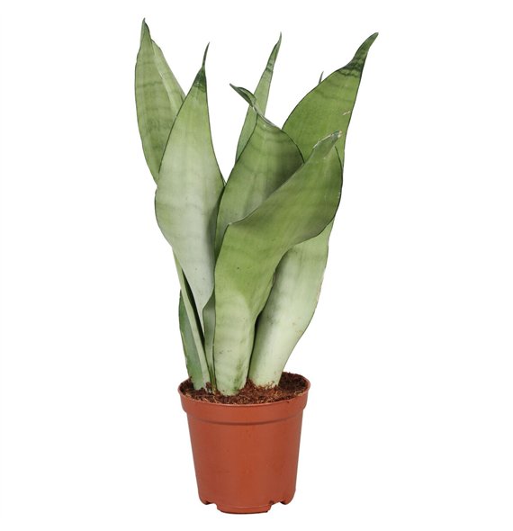 Taščin jezik - Sanseveria trifasciata moonshine Moonshine 30cm 12cm Q4127