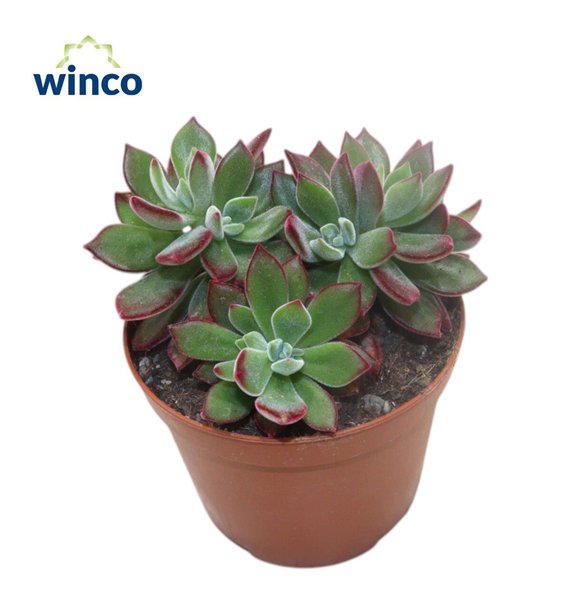 Echeveria pulvinata devotion 15cm 10.5cm Q4130