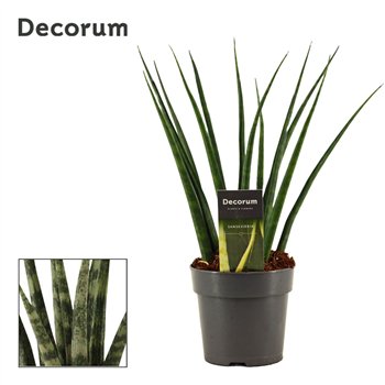 Taščin jezik - Sanseveria fernwood 12cm Decorum 35cm 12cm Q4139