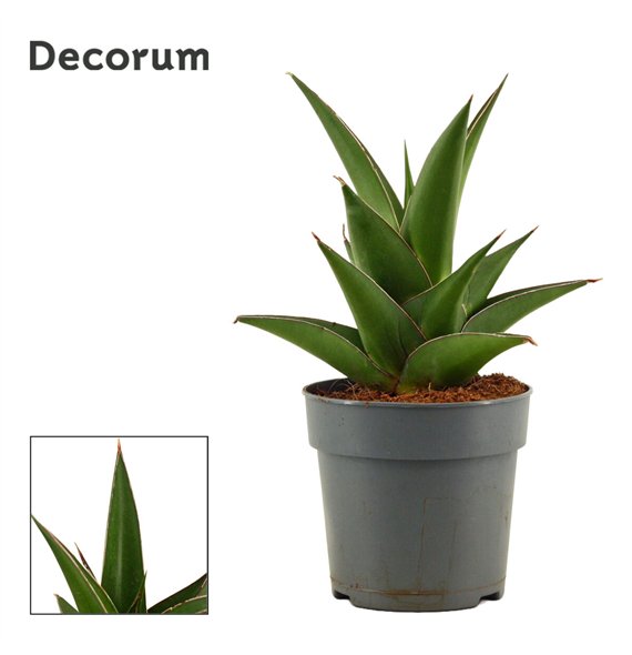 Taščin jezik - Sanseveria Abbey crown 12cm Decorum 25cm 12cm Q4190