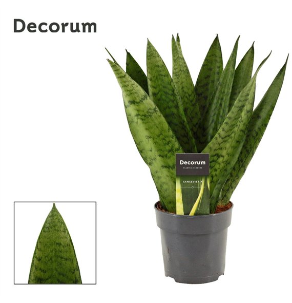 Taščin jezik - Sanseveria zeylanica Fan 12cm Decorum 35cm 12cm Q4192