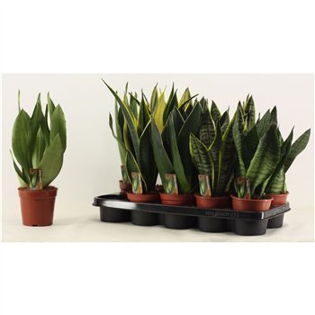 Taščin jezik - Sanseveria trifasciata Mix 12cm 30cm 12cm Q4220