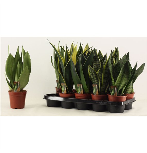 Taščin jezik - Sanseveria trifasciata Mix 12cm 30cm 12cm Q4220