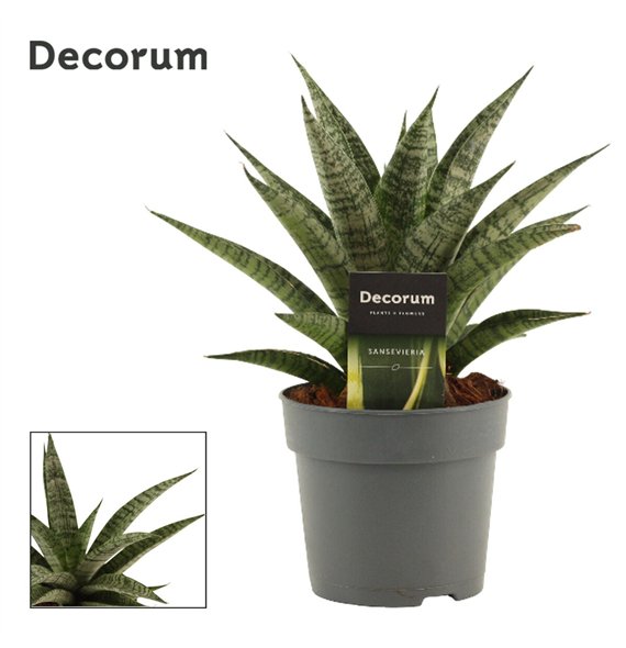 Taščin jezik - Sanseveria Pattaya Crown 12cm Decorum 28cm 12cm Q4231