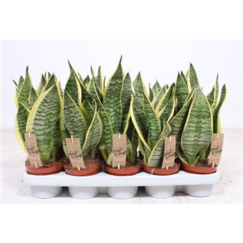 Taščin jezik - Sanseveria trifasciata superba Superba 40cm 12cm Q4235