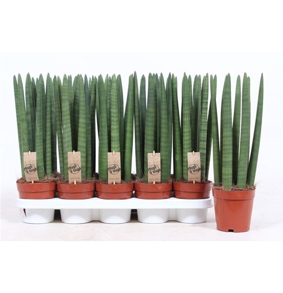 Taščin jezik - Sanseveria cylindrica straight Straight9 pp 40cm 12cm Q4250