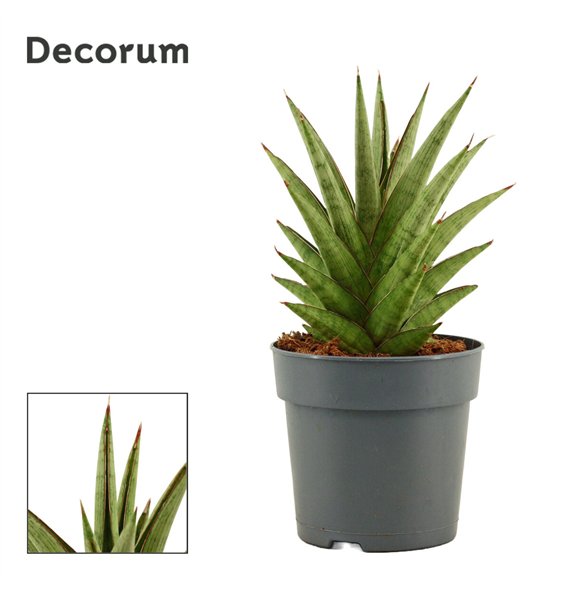 Taščin jezik - Sanseveria Jewel Crown 12 cm (Decorum) 25cm 12cm Q4259