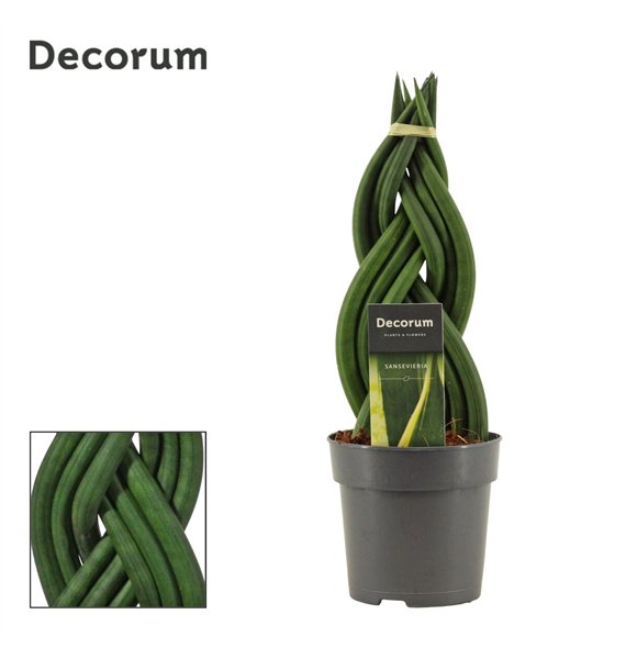 Taščin jezik - Sanseveria cylindrica Braid 12cm Decorum 35cm 12cm Q4265
