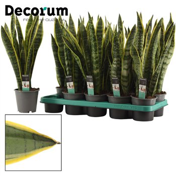 Taščin jezik - Sanseveria trifasciata laurentii 12cm Decorum 48cm 12cm Q4283