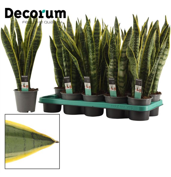Taščin jezik - Sanseveria trifasciata laurentii 12cm Decorum 48cm 12cm Q4283