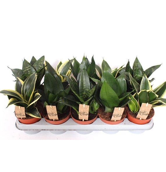 Taščin jezik - Sanseveria trifasciata hahnii mix Hahnii 20cm 12cm Q4304