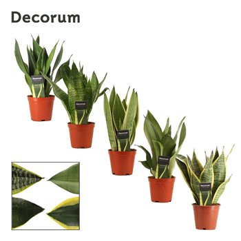 Taščin jezik - Sanseveria trifasciata Mix 12cm Decorum 30cm 12cm Q4311
