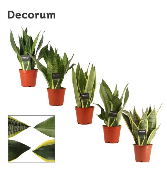 Taščin jezik - Sanseveria trifasciata Mix 12cm Decorum 30cm 12cm Q4311