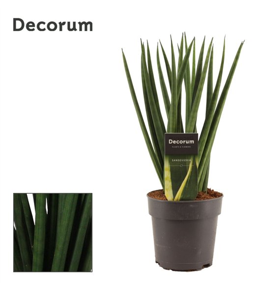 Taščin jezik - Sanseveria cylindrica Spaghetti 12cm Decorum 35cm 12cm Q4317