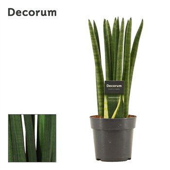 Taščin jezik - Sanseveria cylindrica Straight 12cm Decorum 35cm 12cm Q4318
