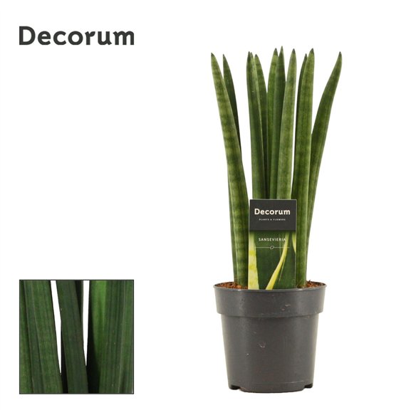Taščin jezik - Sanseveria cylindrica Straight 12cm Decorum 35cm 12cm Q4318