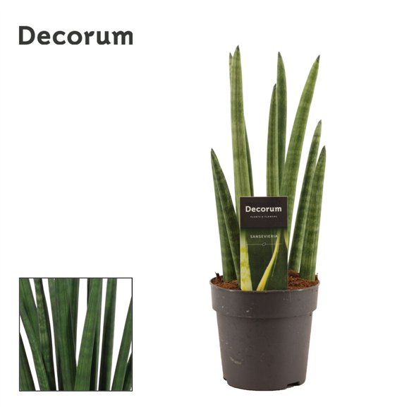 Taščin jezik - Sanseveria cylindrica Rocket 12cm Decorum 35cm 12cm Q4319