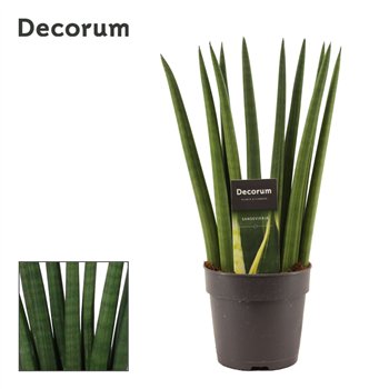 Taščin jezik - Sanseveria cylindrica Fan 12cm Decorum 35cm 12cm Q4320