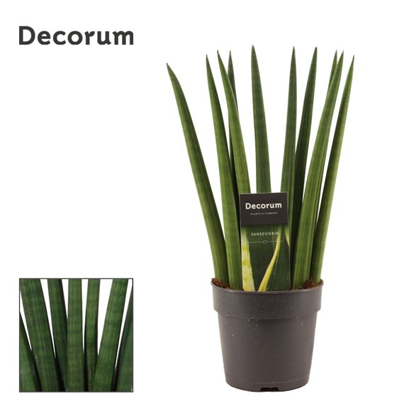 Taščin jezik - Sanseveria cylindrica Fan 12cm Decorum 35cm 12cm Q4320