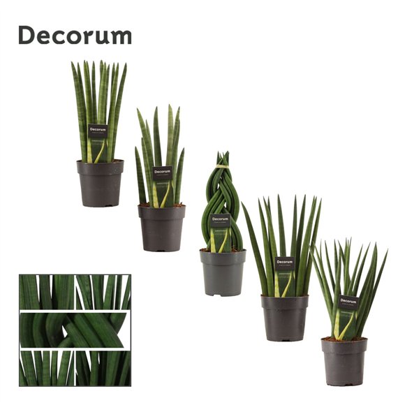 Taščin jezik - Sanseveria cylindrica Mix 12cm Decorum 35cm 12cm Q4321