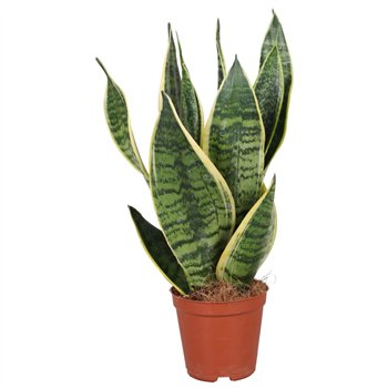 Sanseveria futura superba Taščin jezik - Futura Superba 40cm 12cm Q4348