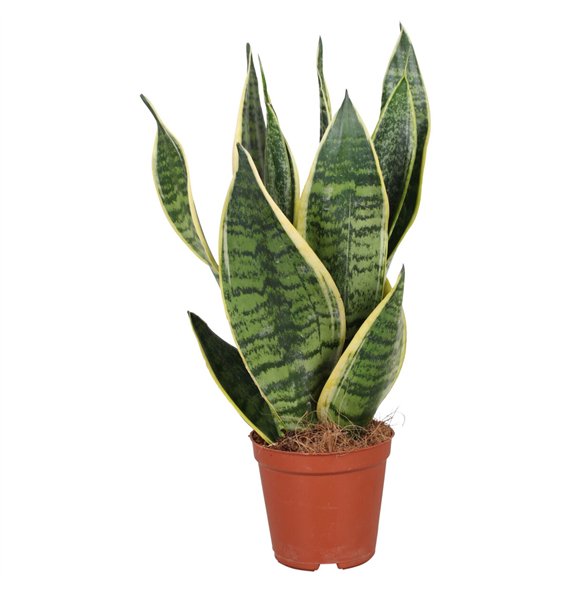 Sanseveria futura superba Taščin jezik - Futura Superba 40cm 12cm Q4348