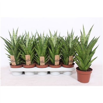 Taščin jezik - Sanseveria cylindrica tough lady Tough Lady 40cm 12cm Q4352