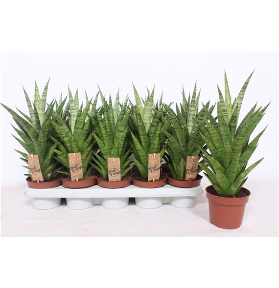 Taščin jezik - Sanseveria cylindrica tough lady Tough Lady 40cm 12cm Q4352