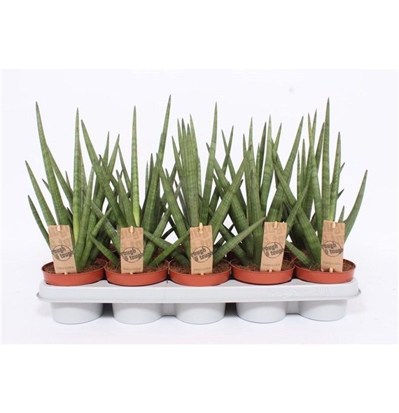 Taščin jezik - Sanseveria cylindrica Tough Guy1 pp 40cm 12cm Q4354