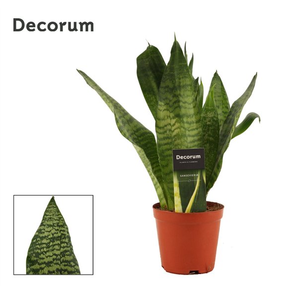 Taščin jezik - Sanseveria trifasciata Super Green 12cm Decorum 35cm 12cm Q4370