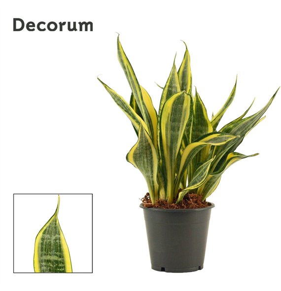 Taščin jezik - Sanseveria trifasciata Hi Color 12cm Decorum 35cm 12cm Q4375