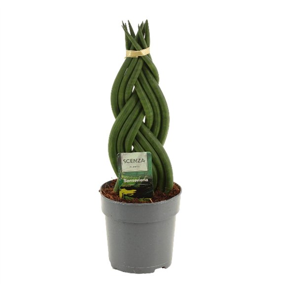 Taščin jezik - Sanseveria cylindrica Cylindrica 12 cm Braid 35cm 12cm Q4377