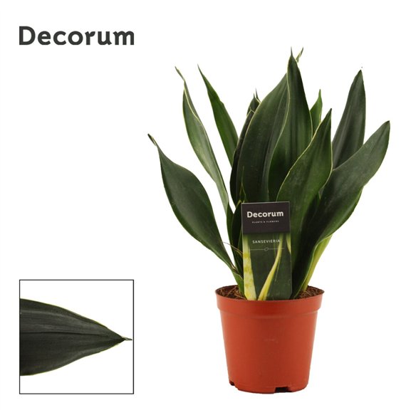 Taščin jezik - Sanseveria trifasciata Black Diamond 12cm Decorum 30cm 12cm Q4386