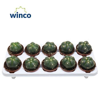 Gymnocalycium horstii Horsti1 pp 15cm 10.5cm Q4387