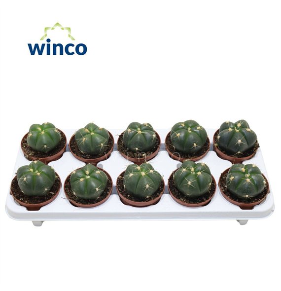 Gymnocalycium horstii Horsti1 pp 15cm 10.5cm Q4387