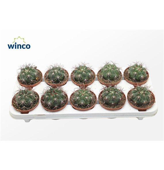 Gymnocalycium saglionis Saglyonis1 pp 15cm 10.5cm Q4405