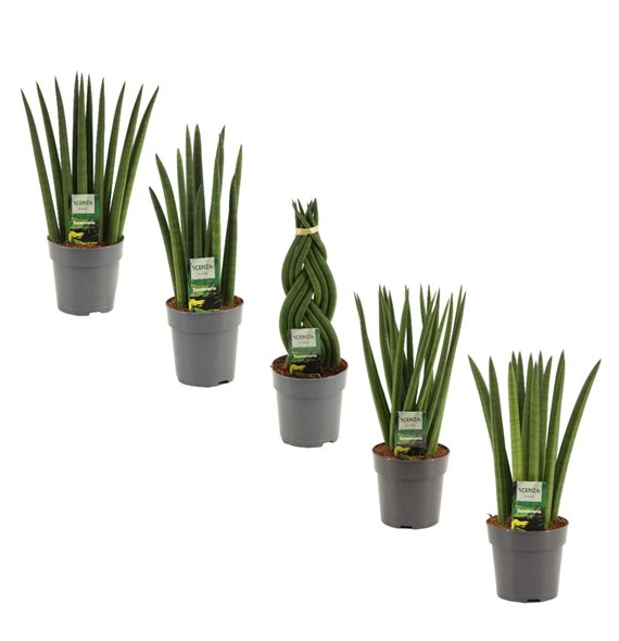 Taščin jezik - Sanseveria cylindrica Cylindrica 12 cm Mix 35cm 12cm Q4417